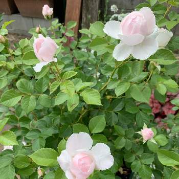 バラ クリスティアーナの画像 by keiさん | 小さな庭とバラ クリスティアーナとバラを楽しむと#ガーデニングとつるバラのある庭