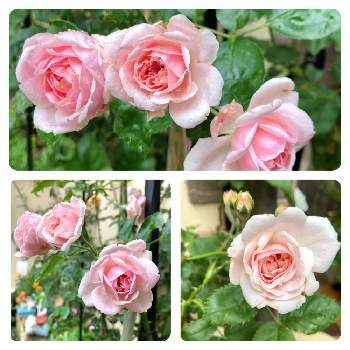 ピンクのバラ♡の画像 by ミルココさん | 小さな庭とシンデレラとばら バラ 薔薇と小さい庭とピンクのバラ♡とバラのある暮らしとつるバラと花のある暮らしと日陰の庭とコルデス