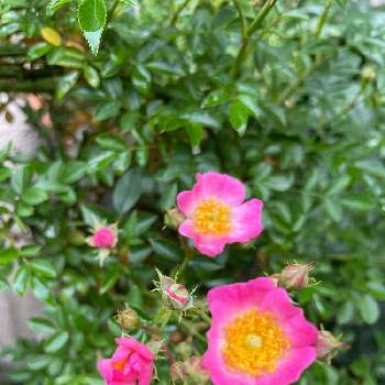 うちの美人さんの画像 by hiro-151e.さん | 小さな庭とミニバラ・雅(みやび)とスマホ撮影とバラの師匠のおかげですとばら バラ 薔薇と一坪ガーデンに詰め込んでとおうち園芸とおきにいりとお庭の植物とうちの美人さんと花のある暮らしと好きなものいっぱいとバラ愛同盟とモリモリの狭小ガーデン