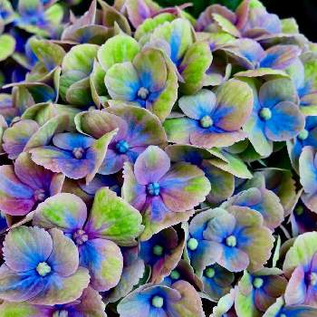 ブルーの画像 by C.Brushさん | アジサイ(マジカル・ハイドランジア)とアジサイと季節の花とブルーとチーム・ブルー