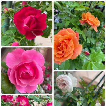 クリスティアーナ　バラの画像 by みっちゃんさん | 小さな庭とばら バラ 薔薇とクリスティアーナ　バラとバラ　カクタスとツルバラ☆とばら❤とディズニーランド ローズ