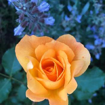 ホワイトセージの画像 by yokoさん | 小さな庭とサハラ '98とホワイトセージと初夏と青い花とつるバラとナチュラルガーデンとおうち園芸と植中毒とハーブとハーブのある暮らしと黄色の花と夕暮れとナチュラルスタイルとガーデニングとお庭とかわいいな♡とバラ・ミニバラと花が好き