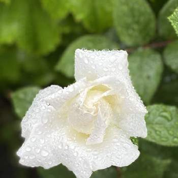 雨に濡れての画像 by ちきさん | エントランスと薔薇 オスカル・フランソワとありがとうーねー☺️と雨に濡れてと素敵だなぁ✨と美しい♡と雨の中とベルサイユのばらシリーズと華やぐ空間と薔薇の花