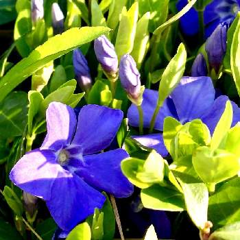ツルニチニチソウ＊の画像 by ニコニコ花しさん | お出かけ先とツルニチニチソウとツルニチニチソウ＊と水色の花と可憐な花とかわいい♡と色鮮やか♪と花のある生活とお花大好きと紫色の花と青い花とお花のある暮らしと春ですね♪と北海道ととってもキレイ♡と札幌