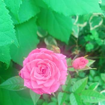 トゲのない薔薇の投稿画像一覧 Greensnap グリーンスナップ トゲのない薔薇の投稿画像一覧 Greensnap グリーンスナップ