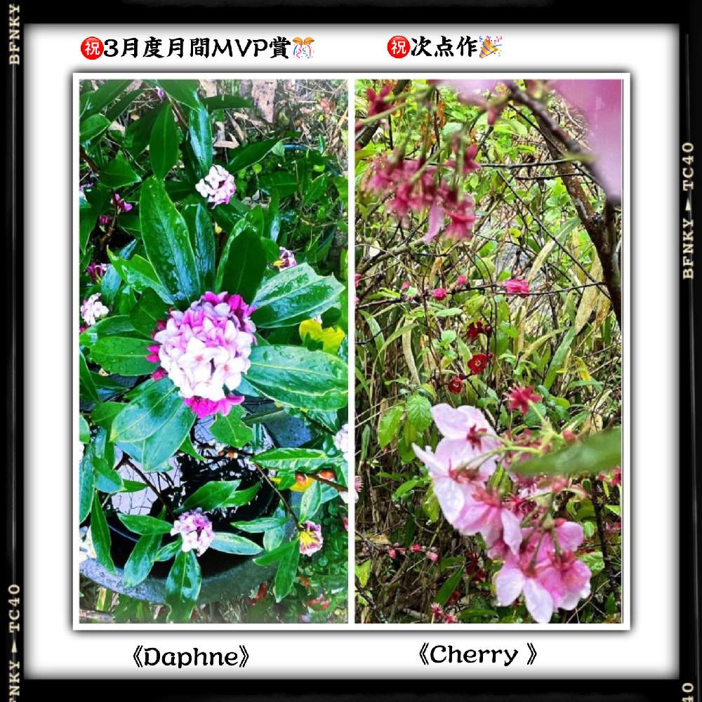 月間mvp賞の投稿画像 By Kazyanさん 寒緋桜 カンヒサクラと 3月度月間mvp賞とジンチョウゲ 沈丁花と彼岸桜と沈丁花と寒緋桜 カンヒザクラ と草木瓜 クサボケ と一九献上 和堂と 月間mvp賞 と月間mvp賞と寒緋桜 カンヒサクラと 3月度月間mvp賞とジンチョウゲ