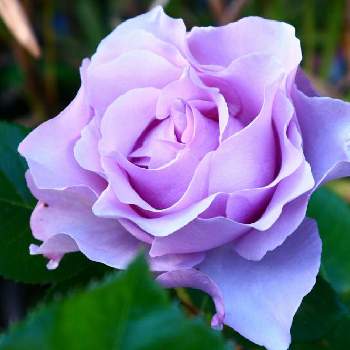 いいかおりの画像 by 折原セガールさん | 玄関とエターナルといいかおりとばら バラ 薔薇とフレグランスローズと今年も咲いたと強健でえらい