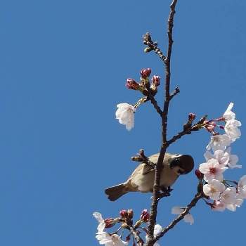 桜フォトコン2022の画像 by Rioさん | 桜と鳥と春 はると桜フォトコン2022