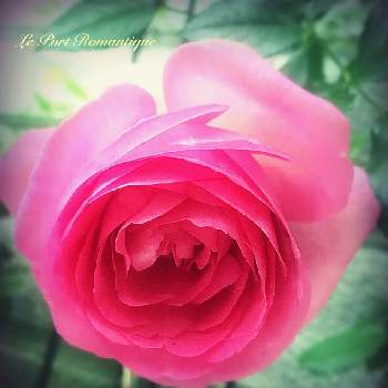 モリモリ選手権の画像 by あすなろさん | アプローチと薔薇好きとバラ ルポールロマンティークと鮮やかな色と蕾が沢山とうっとり✨と美しいとまた咲いたとお花のある生活とモリモリ選手権とお花で癒される