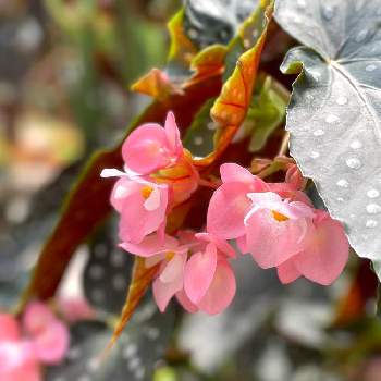 ベゴニア,ピンクの花,温室,鉢植え,ガーデニングの画像