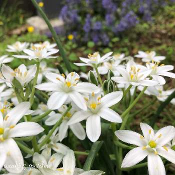 庭時間の画像 by あずきさん | 小さな庭とオオアマナとみどりのある暮らしとかわいい♡とマイガーデンと今 庭！と花のある暮らしと白い花と庭時間