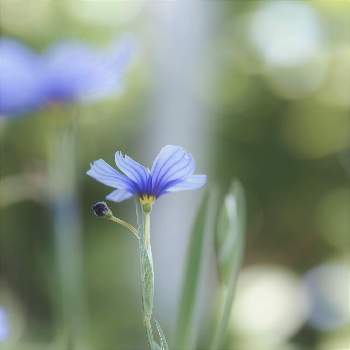 日光浴の画像 by オーサンさん | 小さな庭とニワゼキショウの花と仲良しとおうち園芸と日光浴と花いろいろと素敵な出会いと二十四節気 立夏と花のある暮らし
