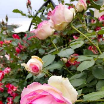 バラ・ピエールドゥロンサールの画像 by Chieko☆さん | 薔薇♡と素敵✨✨✨とバラ・ピエールドゥロンサールと可愛い花と私の庭と綺麗な色♡