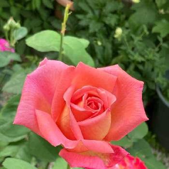 わたしの楽しみの画像 by minmindoさん | お出かけ先とわたしの楽しみと癒やしとばら バラ 薔薇と芳香性バラとバラ ウエストミンスターと万田アミノアファ＋