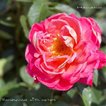 荒牧バラ園の画像 by ハナコさん | お出かけ先と薔薇　ヒロシマアピールとバラ♪と荒牧バラ園