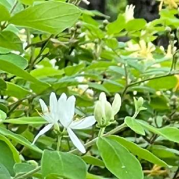 日曜の白花の画像 by まあみさん | お出かけ先とヒョウタンボクと日曜の白花と可憐とスイカズラ科と美しいと綺麗と可愛いと向島百花園とエレガントと有毒植物