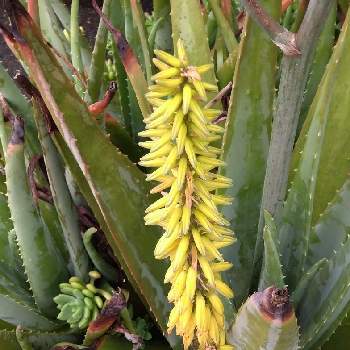 アロエベラの花の投稿画像一覧 Greensnap グリーンスナップ