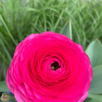 ❇︎ラナンキュラスの画像 by のりりんさん | お出かけ先とラナンキュラスとカナダの春とピンク❤︎ピンクとHappyな気分と美しいと❇︎ラナンキュラスと花のある暮らしと可愛いピンク色♡と幸せな時間