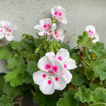 今年も咲きましたの画像 by kibunwaryokoさん | ピンクの花とおうち園芸と実家の庭と今年も咲きましたと父の花と母の花と花いろいろと元気に育ててますよとみつけたと花のある暮らし