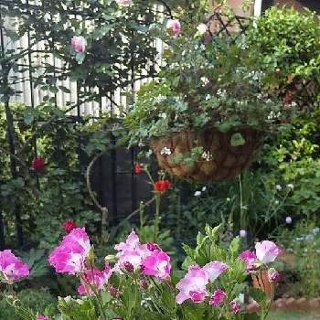 ペラルゴニウム属の画像 by cookさん | 小さな庭と木陰でとウクライナに平和をとばら バラ 薔薇とバラはいいなぁと挿し芽っ子とコガネムシとの戦い❗️とおうち園芸と新緑と芝生の庭と宿根草大好きとペラルゴニウム・オーストラーレとペラルゴニウム属