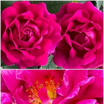 美しい景色の画像 by ✴︎Ｃｈｉｅ✴︎さん | ヘンリーマーチンと薔薇ヘンリーマーチンとばら バラ 薔薇と薔薇愛同盟とバラ壁面と我が家の花達と山野草と満開とつるバラとレッドモスと植物を愛でる♡と好きな季節と美しい景色と濃いピンクの花と花も葉も美しいとバラ科バラ属と葉っぱlove♥と5月15日と世界平和と全てに祈りを♪