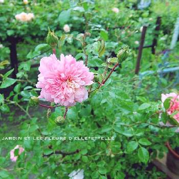 バラ・オールドローズの画像 by elle＊et＊elleさん | 広い庭とポールノエルとバラ・ポールノエルと庭に咲く花と花のある風景と薔薇好きと自己流ガーデニングと咲いてくれてありがとう❤と薔薇に魅せられてと手作りの庭と癒しとピンク❤︎ピンクとおうち園芸と香る花とバラ・オールドローズとガーデニングと花のある暮らしとローズガーデンと薔薇♪とロザリアンとバラを楽しむと薔薇大好きとばらに魅せられて