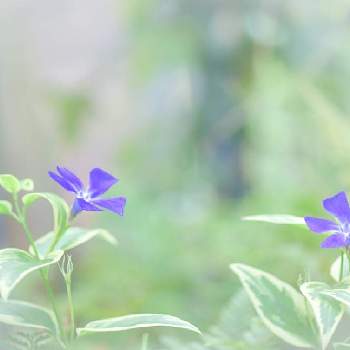 紫色のお花♡の画像 by Fragrant flowersさん | 小さな庭とツルニチソウと紫色のお花♡