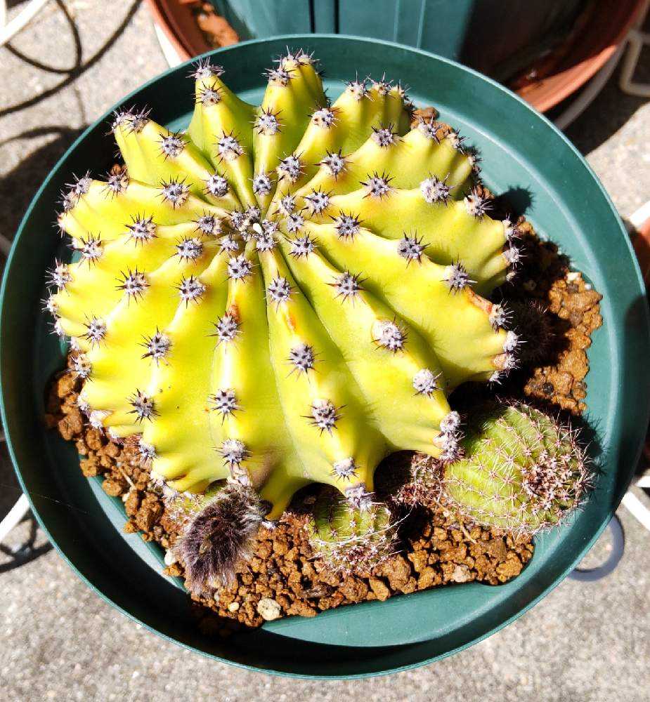 短毛丸とは何か？ 短毛丸とそっくりさんの見分け方について