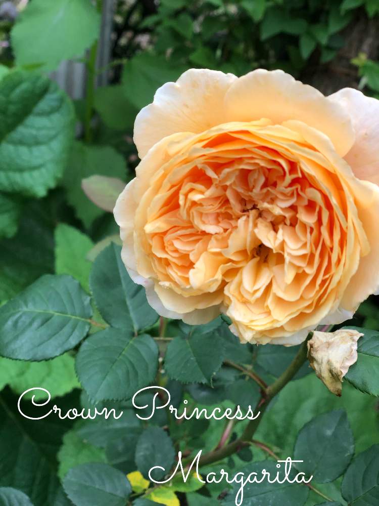 クラウンプリンセスマルガリータの投稿画像 By Rubyさん 小さな庭と良い香りとバラが好きとばら バラ 薔薇と良い香りとバラが好きとばら バラ 薔薇 22月5月15日 Greensnap グリーンスナップ Greensnap グリーンスナップ