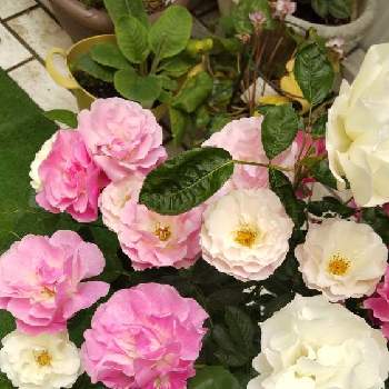 ツル薔薇の画像 by あななさん | 玄関と素敵なツル薔薇と母の日プレゼントと２色咲きツルバラとつる性植物とツル薔薇と鉢植えと花に癒されると花のある暮らし