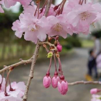桜フォトコン2022の画像 by Rioさん | 春 はると蕾　つほみと桜フォトコン2022