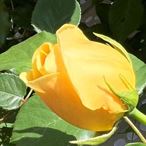 ビタミンカラー,花散歩,薔薇♪,季節の花,屋上庭園の画像