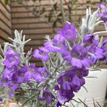 エレモフィラニベア の投稿画像一覧 Greensnap グリーンスナップ エレモフィラニベア の投稿画像一覧 Greensnap グリーンスナップ