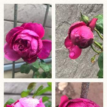 バラ カルトナージュの画像 by suryaさん | バラ カルトナージュとバラとばら バラ 薔薇とつぼみと河本ローズと私の庭と花のある暮らしとバラ・ミニバラとローズドゥメルスリー
