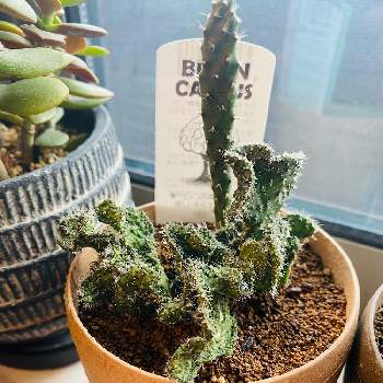 ホームセンターの多肉の一覧 Greensnap グリーンスナップ