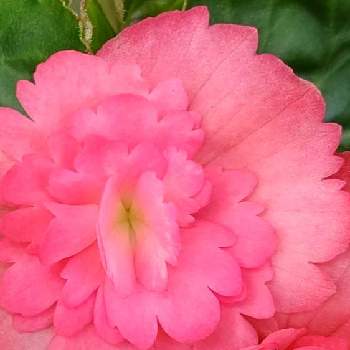 小さい花々の画像 by ❦THE HERMIT❦さん | お出かけ先とベゴニアと光輝く花と赤朱紅と蕊蕊蕊と刹那さと癒されとマクロ撮りと薄桃色と元気❗❗と小さい花々とピンクと本来の色と秘密のpicと大好きな花とヒカリと風の中