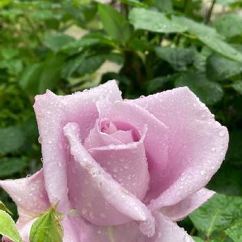 いいかおりの画像 by いっこちゃんさん | 小さな庭とブルームーンといいかおりとガーデニングと花のある暮らしとかわいいとバラ・ミニバラと紫の花