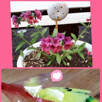 チーム北海道の画像 by マロママさん | 小さな庭と毎月15日はインコの日と白雪姫の森と頑張るよと魔女の部屋とチーム食いしん坊とチーム北海道とみんなに感謝♡