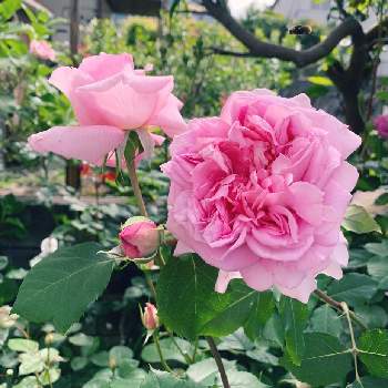 ピンクの薔薇の画像 by エリカさん | 小さな庭とスマホ撮影と薔薇愛同盟とピンクの薔薇とありがとう♡と美しい色とおうち園芸とロサオリの薔薇と春のいちばん花とバラ  ヘレンとナチュラルスタイルと花のある暮らしと薔薇♪と良い香りと咲いた！