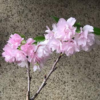 桜フォトコン2022の画像 by chikoやんさん | 玄関と旭山桜とありがとう♡と桜フォトコン2022とさくら 桜 サクラときれいだな♡と花のある暮らしとかわいいな♡と咲いた！