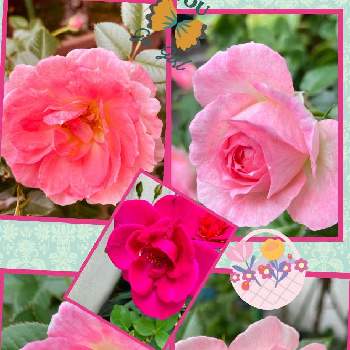 ピンクの薔薇の画像 by  MiruMiruさん | バルコニー/ベランダとミニ薔薇と何処にでもある花とピンクの薔薇とミニ薔薇さん♡