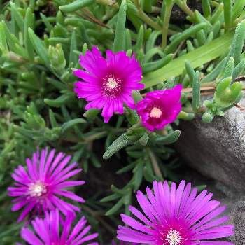丈夫！の画像 by kurara＊さん | 小さな庭とマツバギクとピンクの花と多年草とガーデニングと花のある暮らしと丈夫！と地植え