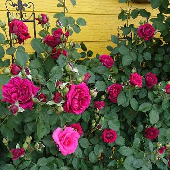 オデュッセイア♡の画像 by ＹＵＭＩＫＯさん | 小さな庭と私の癒し♡と薔薇愛同盟と花が好き❤とわれら17年組とオデュッセイア♡とおうち園芸とお花に癒されてと植中毒といい香りと花のある暮らしとYUMIKO薔薇2022と大好き♡︎ʾʾとかわいいな♡といい色♡
