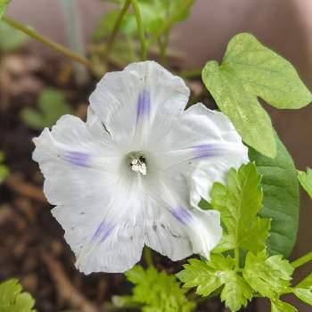 かわいいお花の画像 by メープルミルクさん | テラスと朝顔と花のある暮らしと白いお花とかわいいお花と自然に感謝
