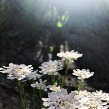イベリス！の画像 by けいちゃんさん | 小さな庭とエンヤと５月とイベリス！と多年草とチェッチェッコリと平和を願う☆と白い花