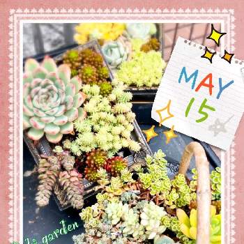 綺麗な花の画像 by Rikiさん | 多肉植物とお花大好き♡とGSに感謝。と綺麗な花と素敵