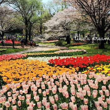 夢の国の画像 by chiiさん | お出かけ先とチューリップと昭和記念公園と春のお花とオレンジ色の花とピンクの花とステキ☆と夢の国と花盛りと大好きと今日の一枚と黄色い花と美しいと赤い花ともりもりと最高⤴︎ ⤴︎と花のある暮らしとかわいいとエレガントと素敵