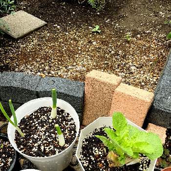 白菜,ネギ,再生栽培,リボベジ,広い庭の画像