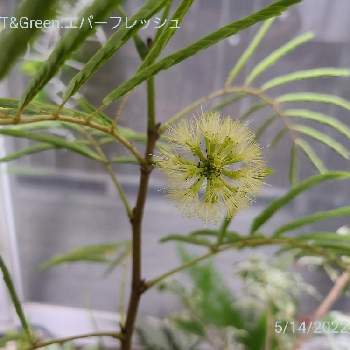 エバーフレッシュ,観葉植物,植木,千葉県,リーフスキーの画像