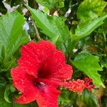 雨に輝くの画像 by ちゅら34さん | お出かけ先とハイビスカスと雨に輝くとアカバナーと南国植物と沖縄と赤い花と今日のハイビスカス